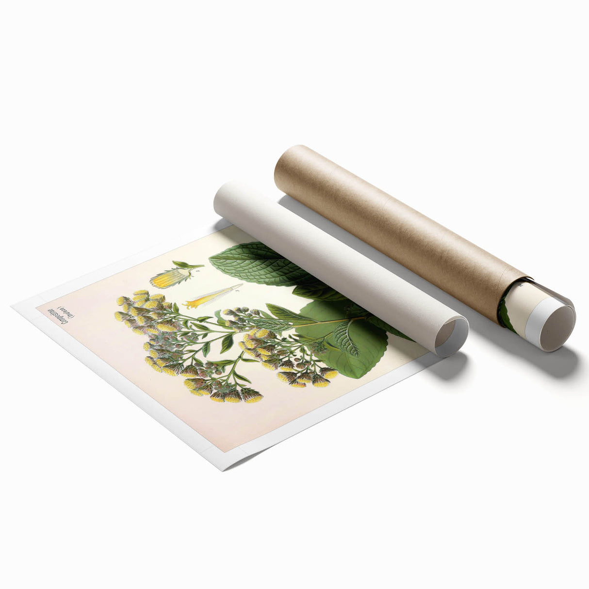 Vintage Botanical Art Prints – Conyza Squarrosa Illustration
