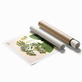 Vintage Botanical Art Prints – Conyza Squarrosa Illustration