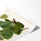 Vintage Botanical Art Prints – Conyza Squarrosa Illustration