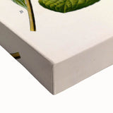 Vintage Botanical Art Prints – Conyza Squarrosa Illustration