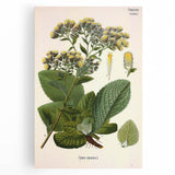 Vintage Botanical Art Prints – Conyza Squarrosa Illustration
