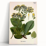 Vintage Botanical Art Prints – Conyza Squarrosa Illustration