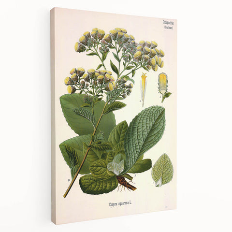 Vintage Botanical Art Prints – Conyza Squarrosa Illustration