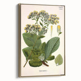 Vintage Botanical Art Prints – Conyza Squarrosa Illustration