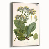 Vintage Botanical Art Prints – Conyza Squarrosa Illustration