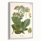 Vintage Botanical Art Prints – Conyza Squarrosa Illustration