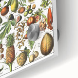 Vintage Botanical Art Prints – Fruits Collection Illustration
