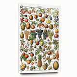 Vintage Botanical Art Prints – Fruits Collection Illustration