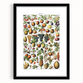 Vintage Botanical Art Prints – Fruits Collection Illustration