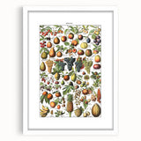 Vintage Botanical Art Prints – Fruits Collection Illustration