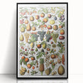 Vintage Botanical Art Prints – Fruits Collection Illustration