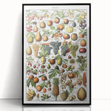 Vintage Botanical Art Prints – Fruits Collection Illustration