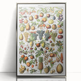 Vintage Botanical Art Prints – Fruits Collection Illustration