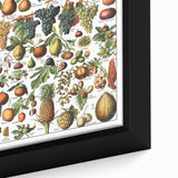 Vintage Botanical Art Prints – Fruits Collection Illustration