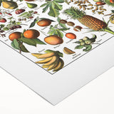 Vintage Botanical Art Prints – Fruits Collection Illustration