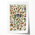 Vintage Botanical Art Prints – Fruits Collection Illustration