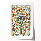 Vintage Botanical Art Prints – Fruits Collection Illustration