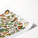 Vintage Botanical Art Prints – Fruits Collection Illustration