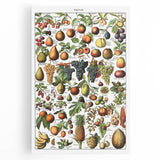 Vintage Botanical Art Prints – Fruits Collection Illustration