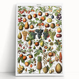 Vintage Botanical Art Prints – Fruits Collection Illustration