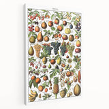 Vintage Botanical Art Prints – Fruits Collection Illustration