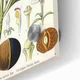 Vintage Botanical Art Prints – Gerbera Plant Illustration