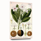 Vintage Botanical Art Prints – Gerbera Plant Illustration