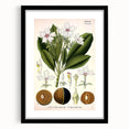 Vintage Botanical Art Prints – Gerbera Plant Illustration