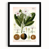 Vintage Botanical Art Prints – Gerbera Plant Illustration