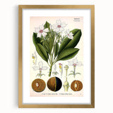 Vintage Botanical Art Prints – Gerbera Plant Illustration