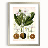 Vintage Botanical Art Prints – Gerbera Plant Illustration