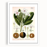 Vintage Botanical Art Prints – Gerbera Plant Illustration