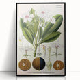 Vintage Botanical Art Prints – Gerbera Plant Illustration