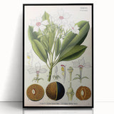 Vintage Botanical Art Prints – Gerbera Plant Illustration