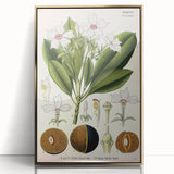 Vintage Botanical Art Prints – Gerbera Plant Illustration