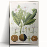 Vintage Botanical Art Prints – Gerbera Plant Illustration