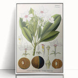 Vintage Botanical Art Prints – Gerbera Plant Illustration