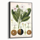 Vintage Botanical Art Prints – Gerbera Plant Illustration