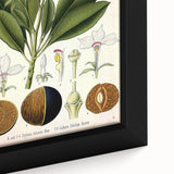 Vintage Botanical Art Prints – Gerbera Plant Illustration