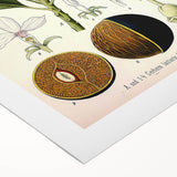 Vintage Botanical Art Prints – Gerbera Plant Illustration