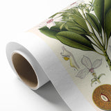 Vintage Botanical Art Prints – Gerbera Plant Illustration