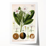 Vintage Botanical Art Prints – Gerbera Plant Illustration