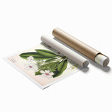 Vintage Botanical Art Prints – Gerbera Plant Illustration