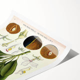 Vintage Botanical Art Prints – Gerbera Plant Illustration