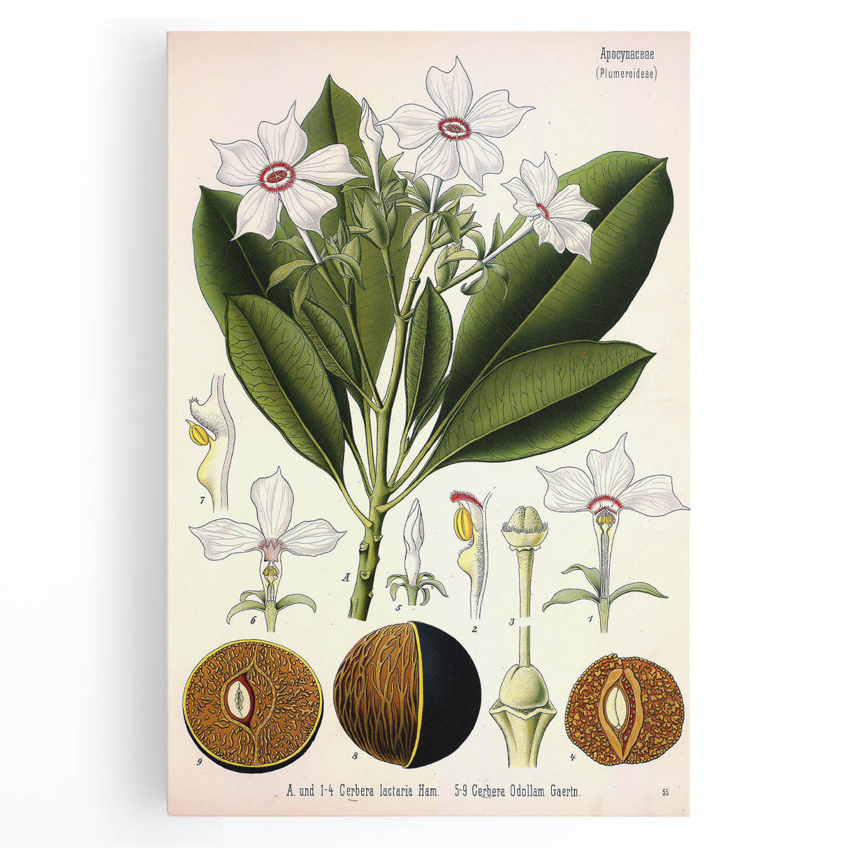 Vintage Botanical Art Prints – Gerbera Plant Illustration
