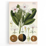 Vintage Botanical Art Prints – Gerbera Plant Illustration