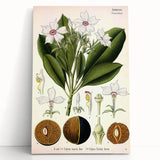 Vintage Botanical Art Prints – Gerbera Plant Illustration