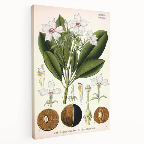 Vintage Botanical Art Prints – Gerbera Plant Illustration