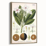 Vintage Botanical Art Prints – Gerbera Plant Illustration