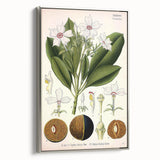 Vintage Botanical Art Prints – Gerbera Plant Illustration